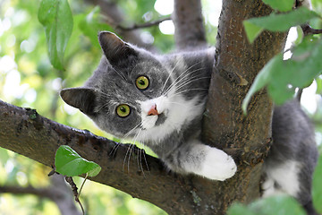 Image showing Cat with green eyes 