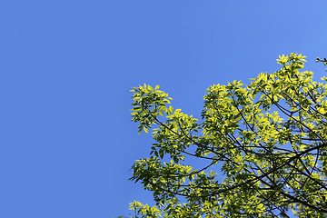 Image showing Branch of a green tree in the blue sky