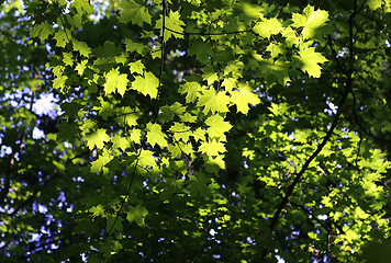 Image showing Green branches of maple 