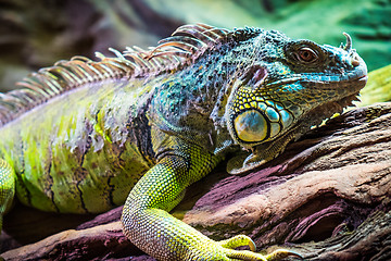 Image showing Lizard