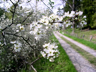 Image showing Spring