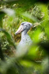 Image showing Shoebill (Balaeniceps rex)