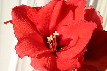 Image showing Amaryllis Hippeastrum