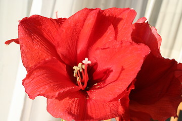 Image showing Amaryllis Hippeastrum