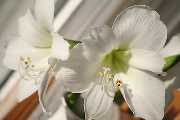 Image showing Amaryllis