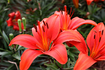 Image showing Beautiful lily