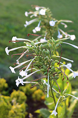 Image showing Fragrant tobacco flowers