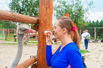 Image showing feeding ostrich 