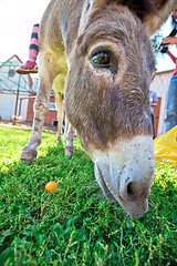 Image showing Donkey