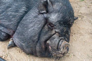 Image showing black pig