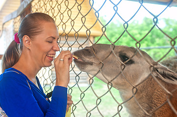 Image showing feeding lama