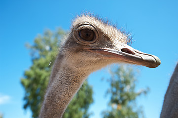 Image showing ostrich