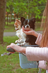 Image showing bicycle walking with dogs