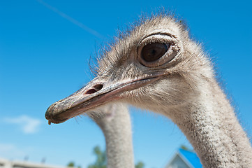 Image showing ostrich