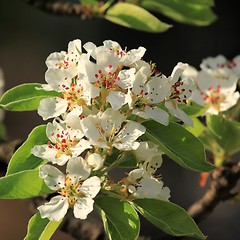 Image showing Apple blossom