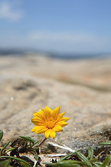 Image showing Treasure flower