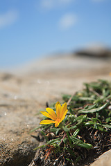 Image showing Treasure Flower