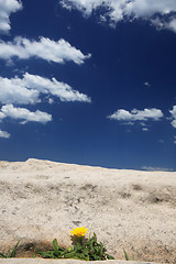 Image showing Lone flower against barren landscape