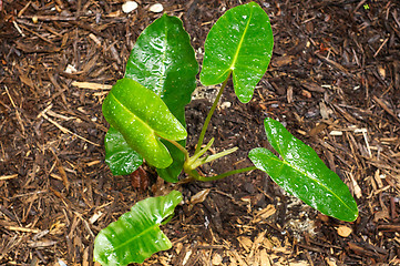 Image showing elephant ear plant in the rain