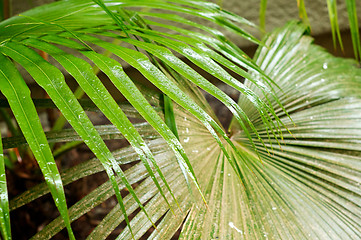 Image showing palm frond leaves in the rain