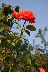 Image showing Red rose