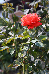 Image showing Red rose