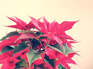 Image showing Poinsettia Christmas star