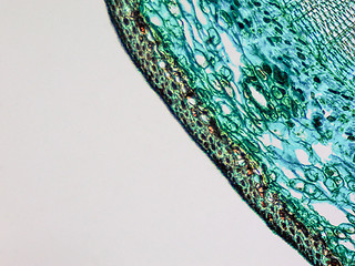 Image showing Pine Wood micrograph