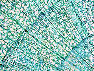 Image showing Tilia stem micrograph