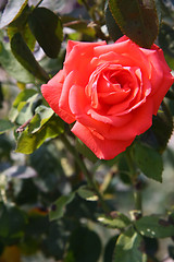 Image showing Red rose