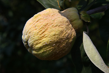 Image showing Quince