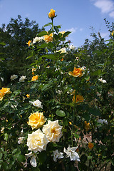 Image showing Yellow and white roses