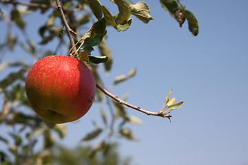 Image showing Apple