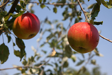 Image showing Apples