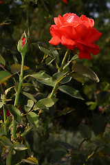 Image showing Red rose