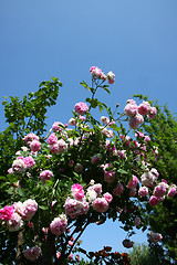 Image showing Pink roses