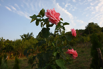 Image showing Pink roses