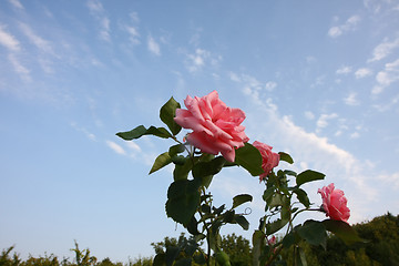 Image showing Pink roses