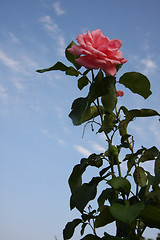 Image showing Pink rose