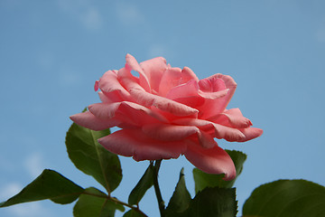 Image showing Pink rose