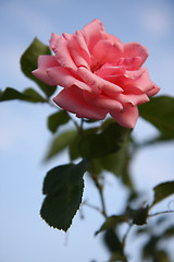 Image showing Pink rose