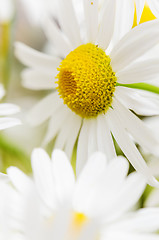 Image showing Bouquet of wild daisies, close-up