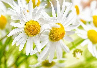 Image showing Bouquet of wild daisies, close-up