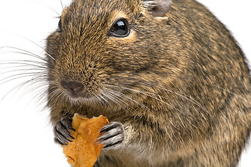 Image showing closeup rodent with piece of food in its paws