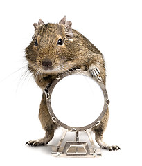 Image showing degu rodent playing big drum