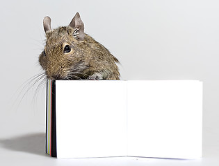 Image showing degu pet with blank poster in paws