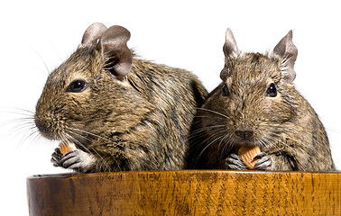 Image showing two degu rodents