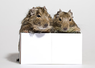 Image showing two degu pets with blank poster in paws