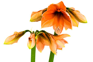 Image showing Blooming orange Amaryllis