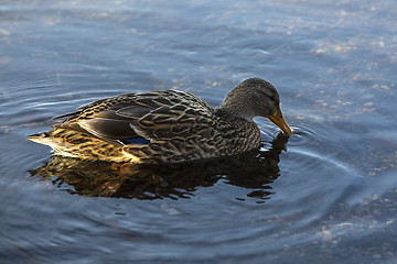 Image showing Female duck swimming on the lake